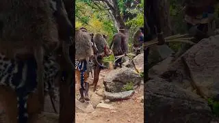 The Truth of Unbelievable tribe Hunts And Eat  Baboons / Hadzabe Tribe 