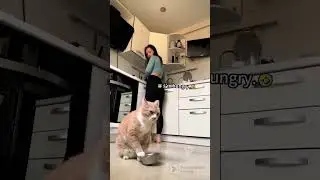 Funny CAT Moments 😂😂 #viral #shorts #cat #trending #tiktok