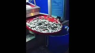 Sevimli ve Beceriksiz Kedicik