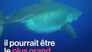 Le plus grand requin blanc jamais observé, deep blue