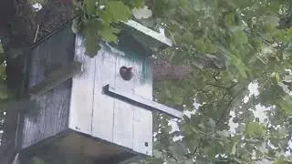 😭😭😭 Steckbrief Star Teil 5 Brutale Natur Vögel unserer Heimat