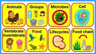 ANIMALS 🐢 | Cells, Animal Groups, Life Cycles, Food Chains, Trophic Levels | Chapter 2