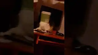 Кошка Вовсе Обезумила!!! Слава, Что Делаешь?