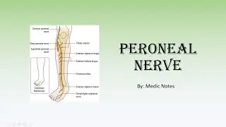 Deep and superficial peroneal nerve - motor/sensory, course, clinical conditions and foot drop