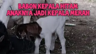 kambing kepala hitam beranak kepala merah cantik