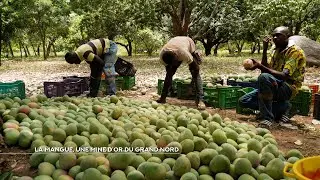 NCI REPORTS | Mango, a gold mine of the far north