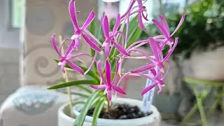 Neofinetia falcata Care Tutorial: Light, Temps, Watering & Fertilizing 2024