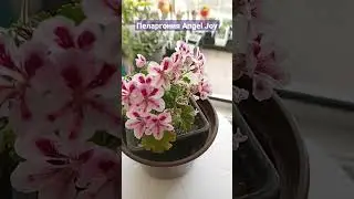 Пеларгония Angel Joy (pelargonium)