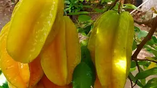 belimbing madu