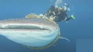 Divers free whale shark from rope tangled around neck