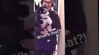 😍You need to see this pet Lovers ❤️#petlover #pets #dog