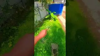 Расти большой и не будь лапшой