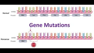 Gene mutations