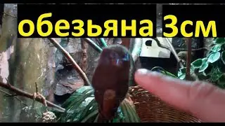Обезьяна мармозетка