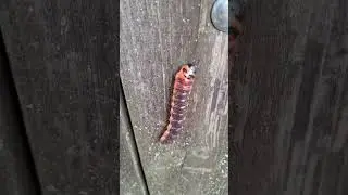 Гусенечка красивая