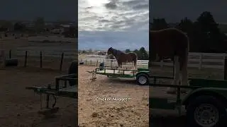 Chicken Nugget LOVES the trailer