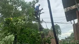 cut down trees within 1 note