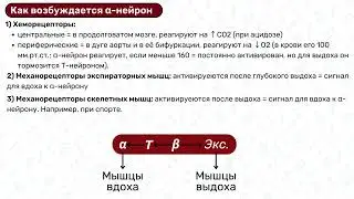 Регуляция дыхания ФИЗИОЛОГИЯ  дыхательные центры, нервная регуляция дыхания, физиология вдоха выдоха