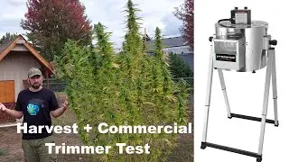 Fall Giants Harvest + Test of Hygrohub T300 Auto Trimmer (Wet Trim ONLY)