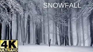 WINTER SNOWFALL 4K VIDEO - Winter snowfall Background, Background 4K Nature