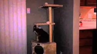 Toes falls off cat tower