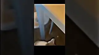 Hilarious Cat Laughing! 😹 #shorts #memes #meme