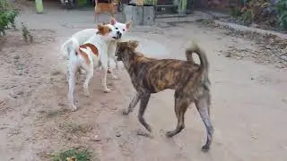 The dog walks happily in the park 1