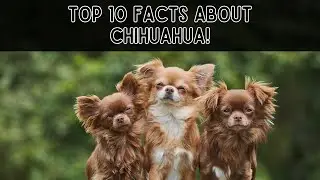 Top 10 Facts About Chihuahua!