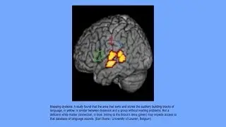 Analyzing Comorbidity with Genetic and Cognitive Methods