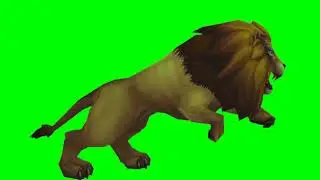 Animal lion walking and Running corporate promotion 3d Male Lion Running Green Screen footage