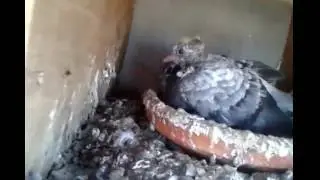 My Pigeons Part 10