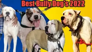 Top Pakistani Bully Kutta|Best bully Dog's of 2022|Indian Mastiff Bully kutta 2022
