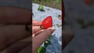 Первая клубника!🍓 