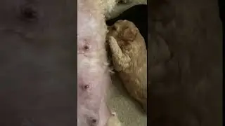 Dinner time #shorts #short #shortvideo #shortsvideo #shortsfeed #puppy #puppylove
