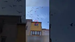 অসহায় পাখিটিকে উদ্ধার করতে যা করলো 🥹💕