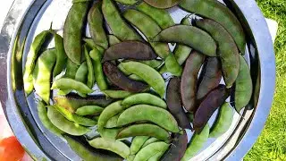 Garden Harvest vegetables.Bangladeshi শিম/Bean.Shoker BaganUk.vegetables gardening plant raw food.