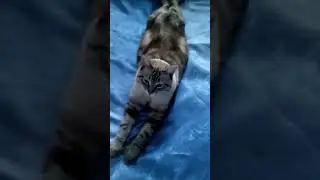 серенький котик
