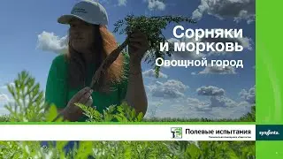 Сорняки и морковь, Коломна