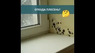 Откуда плесень?