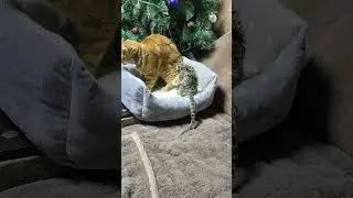 Обезьянка Игрунка + Кот