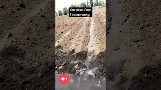 Xarakat Dan Toxtamang. Faqat oldinga.