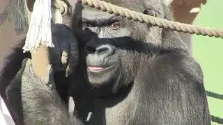 シャバーニ家族 1166  Shabani family gorilla
