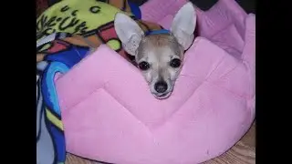 Tootsie