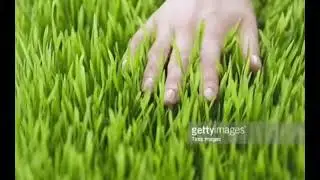 my favourite picturs of grass :)))