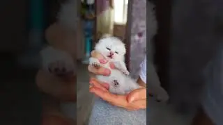 Включи этот звук своей кошке и увидишь, что произойдёт!