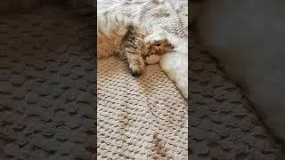 Уютные ласковые Шотландские малыши золотого окраса для Вас💝 #продажакотят #шотландскиекотята