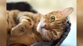 Бенгальская кошка: характер породы