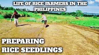PREPARING RICE SEEDLINGS || WITNESS THE LIFE OF RICE FARMERS IN THE PHILIPPINES EP 1