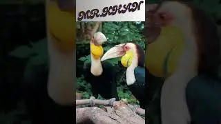 Birds song Cinema