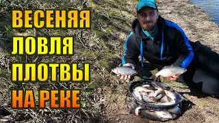 ВЕСЕННЯЯ ЛОВЛЯ ПЛОТВЫ НА РЕКЕ НА ФИДЕР. ОТЛИЧНЫЙ УЛОВ В НАЧАЛЕ СЕЗОНА. РЫБАЛКА 2023.